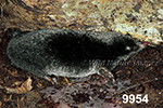 Parascalops breweri, Hairy-tailed Mole